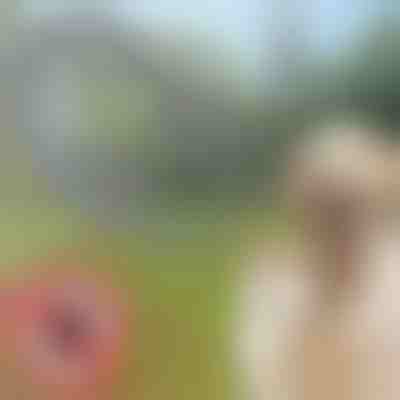 Zgardă împotriva căpușelor și puricilor pentru animale de companie PETPROTECT