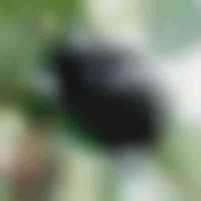 Cutie de propagare pentru rădăcini sănătoase (5 bucăți) | ROOTY